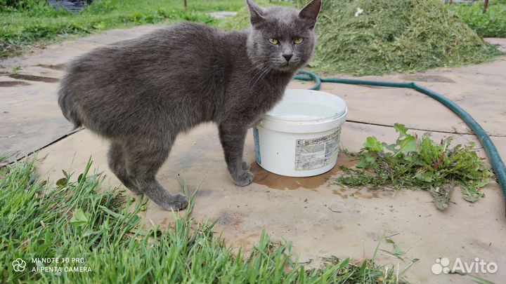 Котейка бобтейл