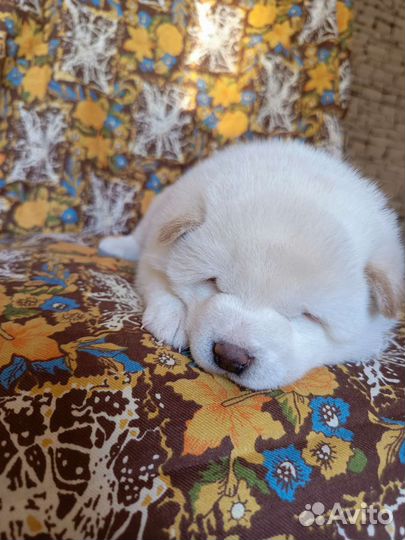 Щенки сиба ину