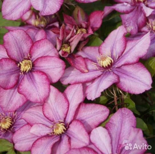 Клематис Парадизо