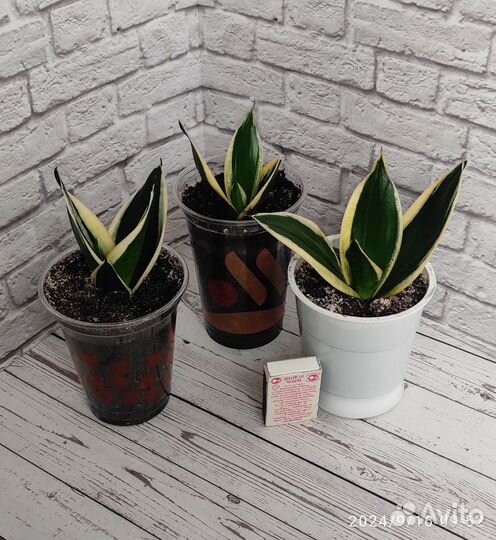 Сансевиерия