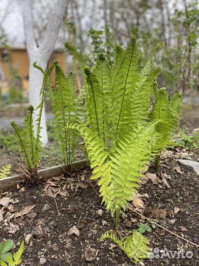 Папоротник садовый