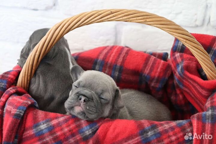 Щенки французского бульдога