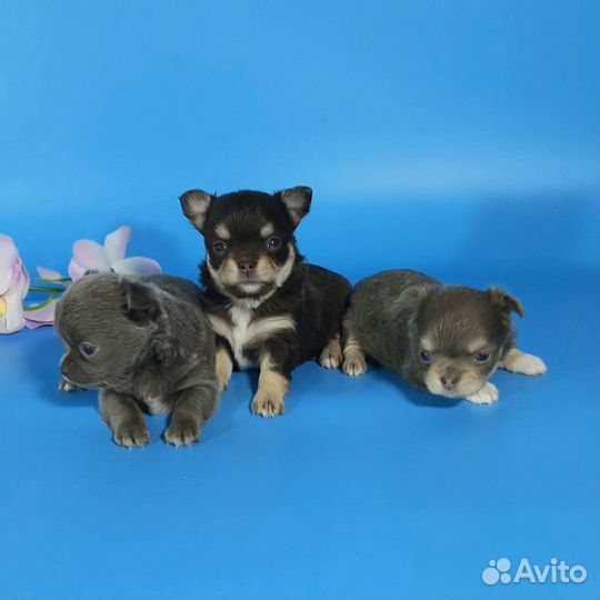 Щенки чихуахуа