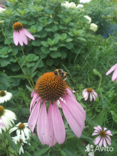 Цветы садовые многолетники