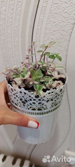 Каллизия Бьянка