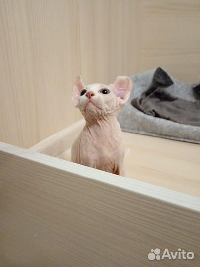 Котята сфинкс эльф