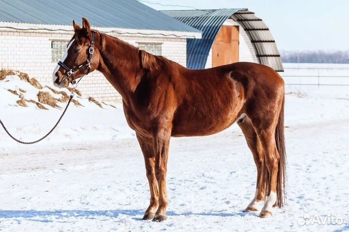 Спортивные лошади