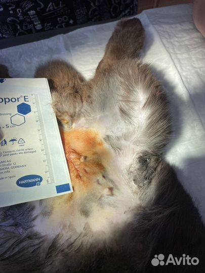 Передержка кроликов