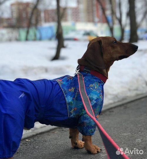 Вязка кобель такса