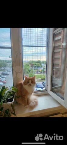 Решетка на окно для кошки (антикошка)