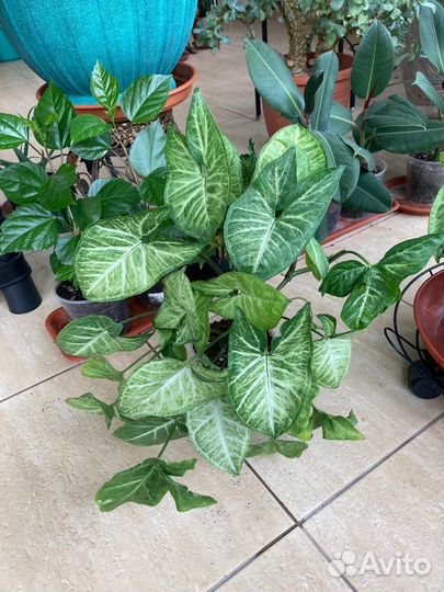 Гибискус, сциндапсус, сингониум