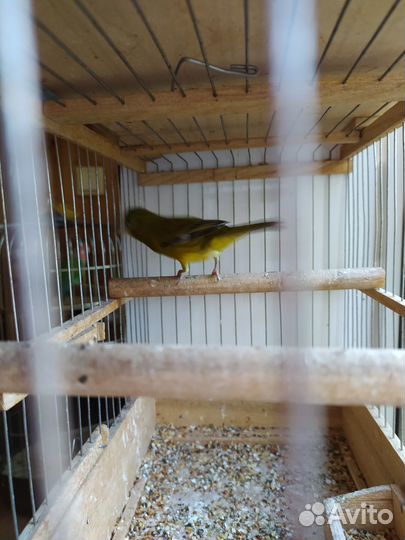Кенара и канарейки