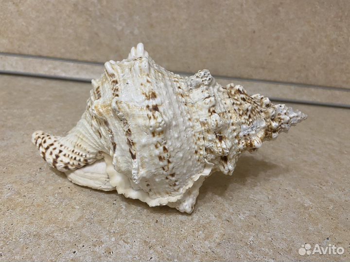 Коралл балянус