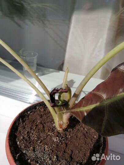 Алоказия Полли