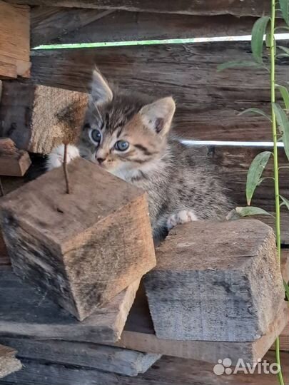 Котёнок счастья