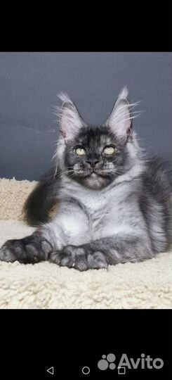 Бронь на котят Мейн-кун