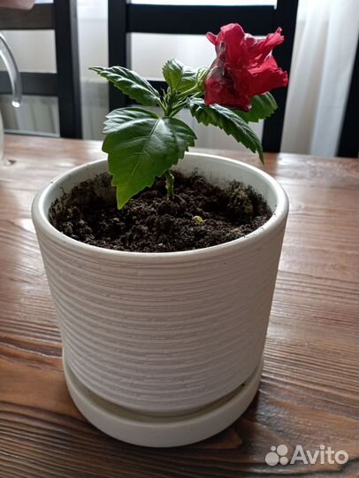 Гибискус китайская роза