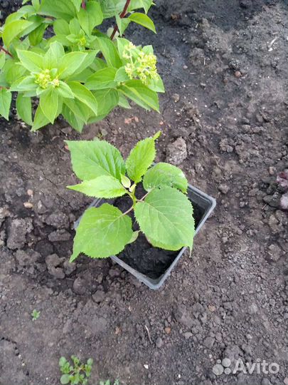 Гортензия древовидная аннабель