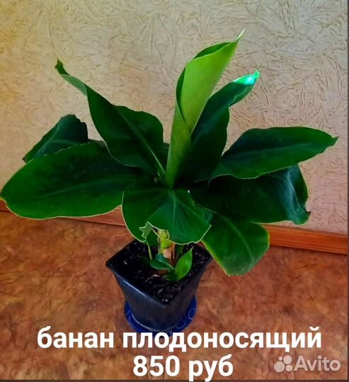 Фикус, Пальма, Банан, Папоротник