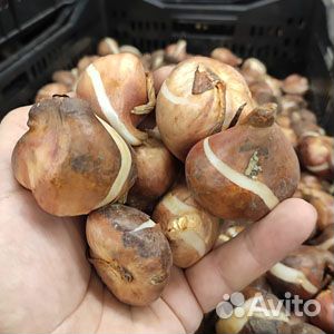 Луковицы тюльпанов оптом