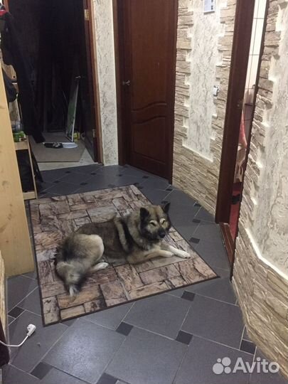 Кобель лайки для вязки