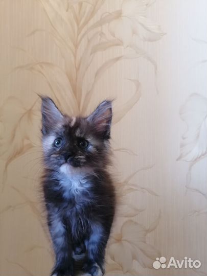 Котята мейн-кун