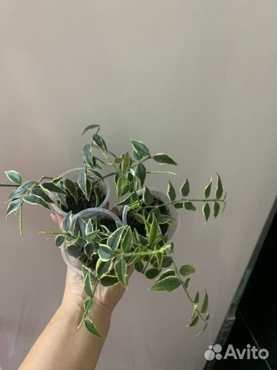 Хойи разные