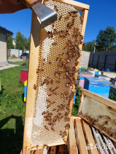 Пчелопакеты бакфаст карника в Москве