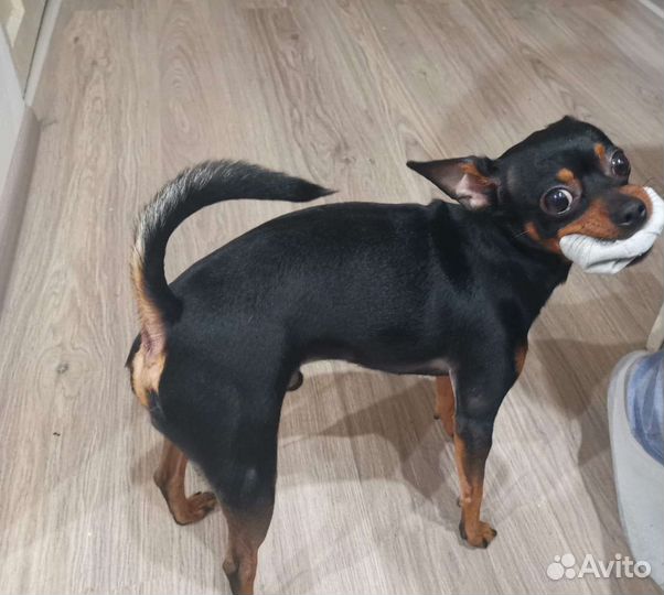 Вязка той-терьер