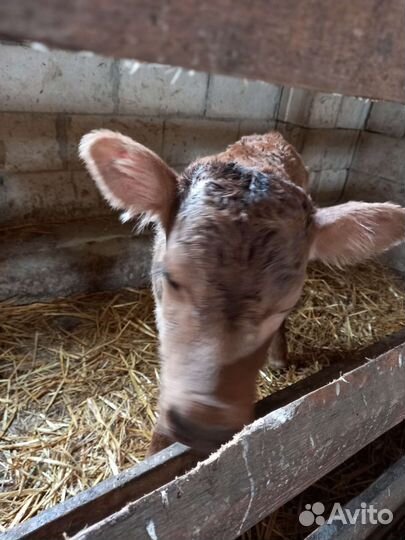 Бычки,телята