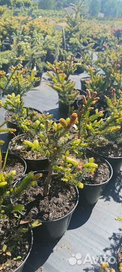 Ель Биколор