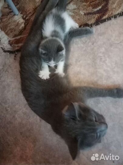 Котята