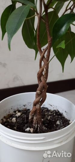 Фикус бенджамина