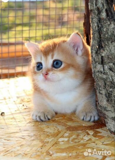 Шотландская золотая шиншилла мальчики