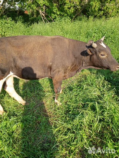 Корова с быком