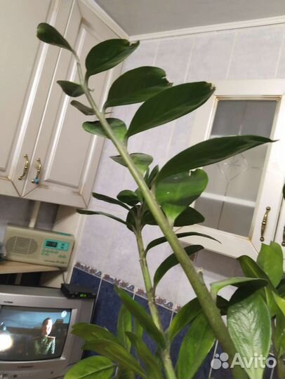 Замиокулькас