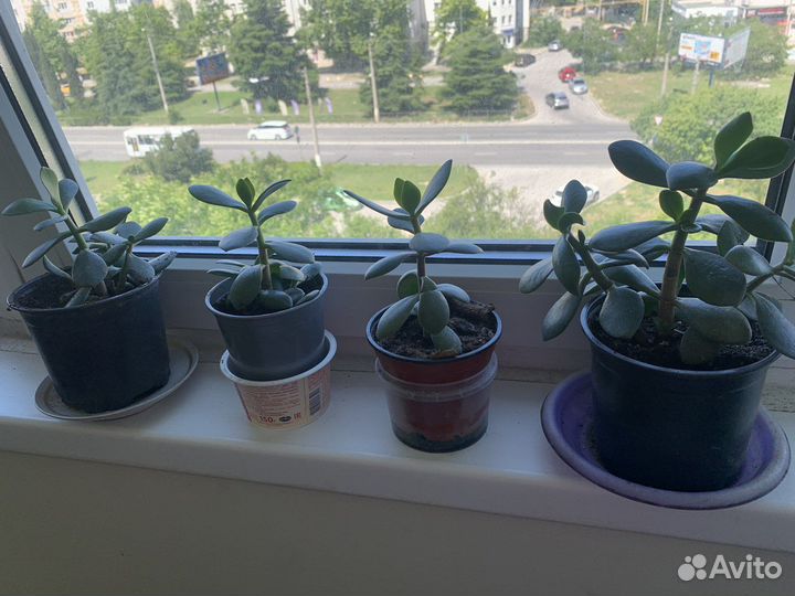 Комнатный цветок денежное дерево