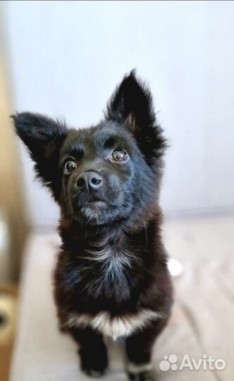 Щенок маленькой собаки в добрые руки