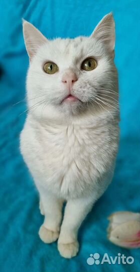 Ангел - Хранитель твой. Белая кошка