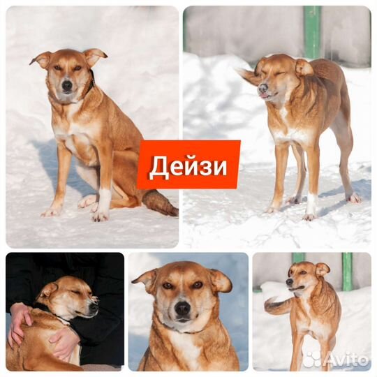 Собака в добрые руки