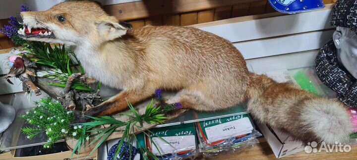 Чучело лисы натуральная