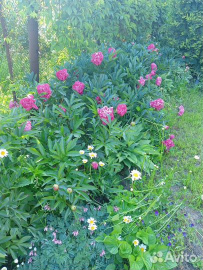 Пионы саженцы