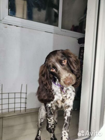 Русский спаниель