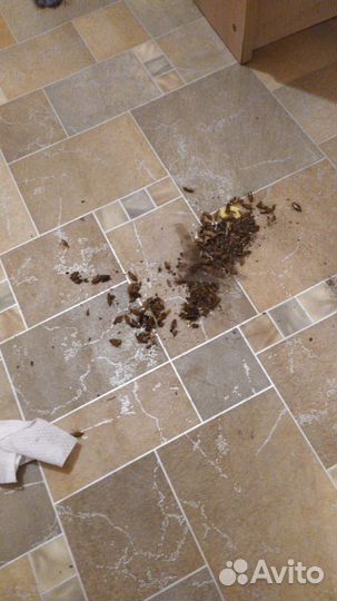 Уничтожение тараканов частник Яковлев