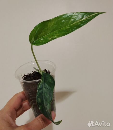 Филодендрон, эпипремнум