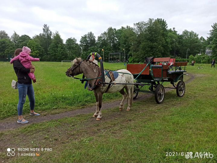 Катание на пони, фотосессии