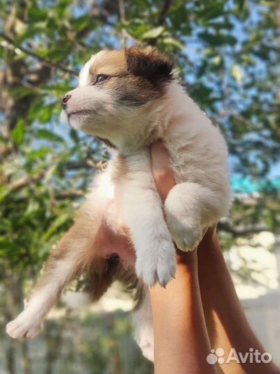 Красивые щенята девочка