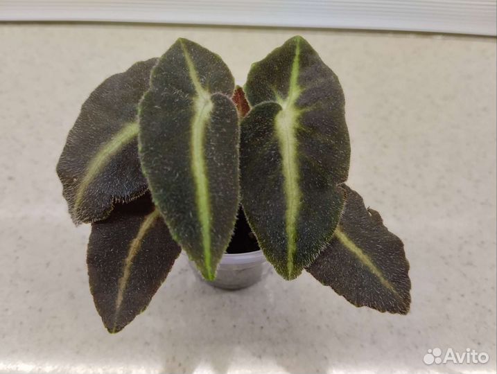 Бегонии природники, кейн