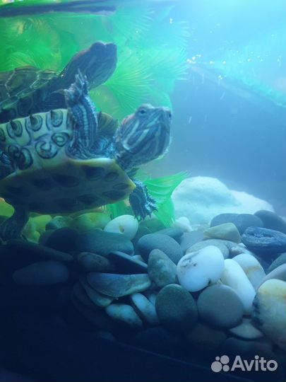 Красноухая черепаха с аквариумом