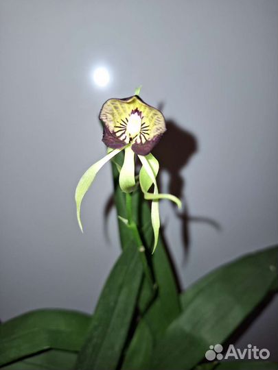 Орхидея энциклия кохлеата